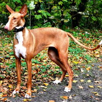 Foto 9 van een Podenco Ibicenco