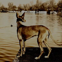Foto 7 van een Podenco Ibicenco