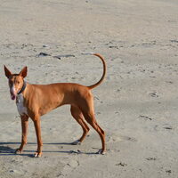 Foto 5 van een Podenco Ibicenco