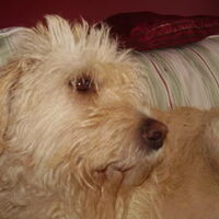 Foto 4 van een Podenco Ibicenco