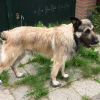 Foto 7 van een Bouvier des Ardennes