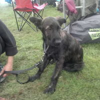 Foto 5 van een Bouvier des Ardennes