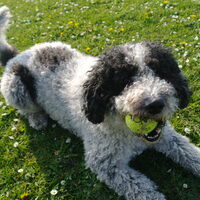 Foto 4 van een Perro de Agua Espagnõl