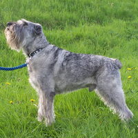Foto 2 van een Middenslag Schnauzer, peper en zout