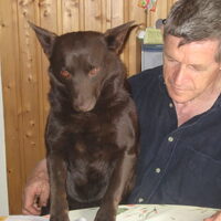 Foto 3 van een Australian Kelpie