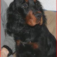 Foto 3 van een Gordon Setter