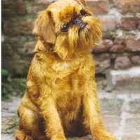 Foto 8 van een Griffon Bruxellois