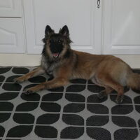 Foto 2 van een Belgische Herdershond, Tervuerense
