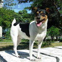 Foto 1 van een Braziliaanse Terrier