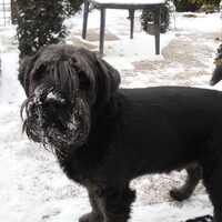 Foto 8 van een Schnauzer