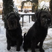 Foto 7 van een Schnauzer