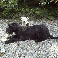 Foto 2 van een Riesenschnauzer, zwart