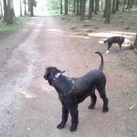 Foto 1 van een Riesenschnauzer, zwart
