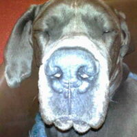 Foto 4 van een Duitse Dog, blauw