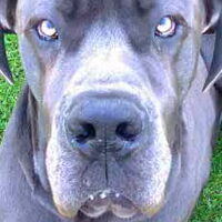 Foto 2 van een Duitse Dog, blauw