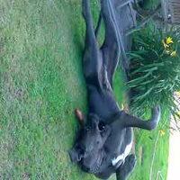 Foto 1 van een Duitse Dog, blauw