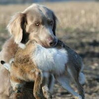 Foto 4 van een Weimaraner, langhaar
