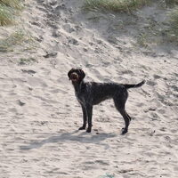 Foto 1 van een Cesky Fousek