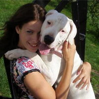 Foto 9 van een Dogo Argentino