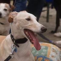 Foto 8 van een Galgo Español