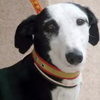Foto 7 van een Galgo Español