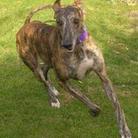 Foto 6 van een Galgo Español