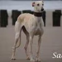Foto 5 van een Galgo Español