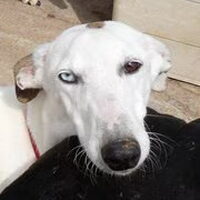Foto 4 van een Galgo Español