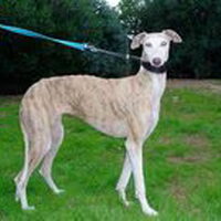 Foto 2 van een Galgo Español