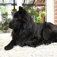 Foto 2 van een Zweedse Lappenhond