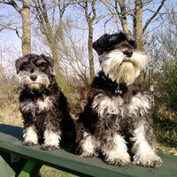 Foto 6 van een Schnauzer