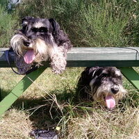 Foto 5 van een Schnauzer