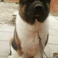 Foto 9 van een American Akita