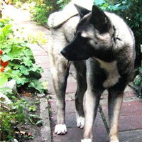 Foto 8 van een American Akita