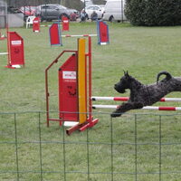 Foto 4 van een Kerry Blue Terriër
