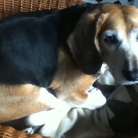 Foto 2 van een Beagle Harrier