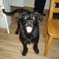 Foto 5 van een Zwarte Russische Terrier