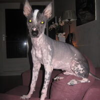 Foto 3 van een Peruaanse Naakthond
