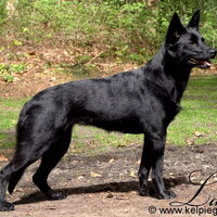 Foto 2 van een Australian Kelpie