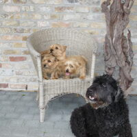 Foto 5 van een Norwich Terrier