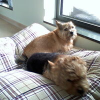 Foto 4 van een Norwich Terrier