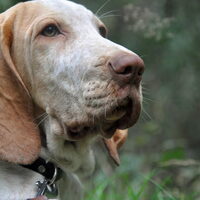 Foto 6 van een Bracco Italiano