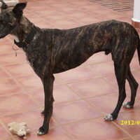 Foto 1 van een Galgo Español