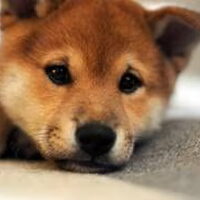 Foto 8 van een Shiba Inu