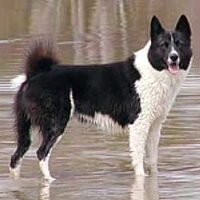 Foto 1 van een Karelische Berenhond