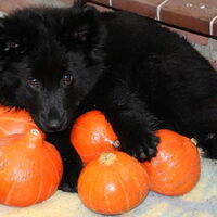 Foto 1 van een Zweedse Lappenhond