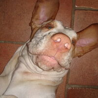Foto 5 van een Bracco Italiano