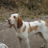 Foto 4 van een Bracco Italiano