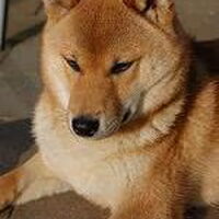 Foto 7 van een Shiba Inu