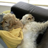 Foto 9 van een Amerikaanse Cockerspaniel